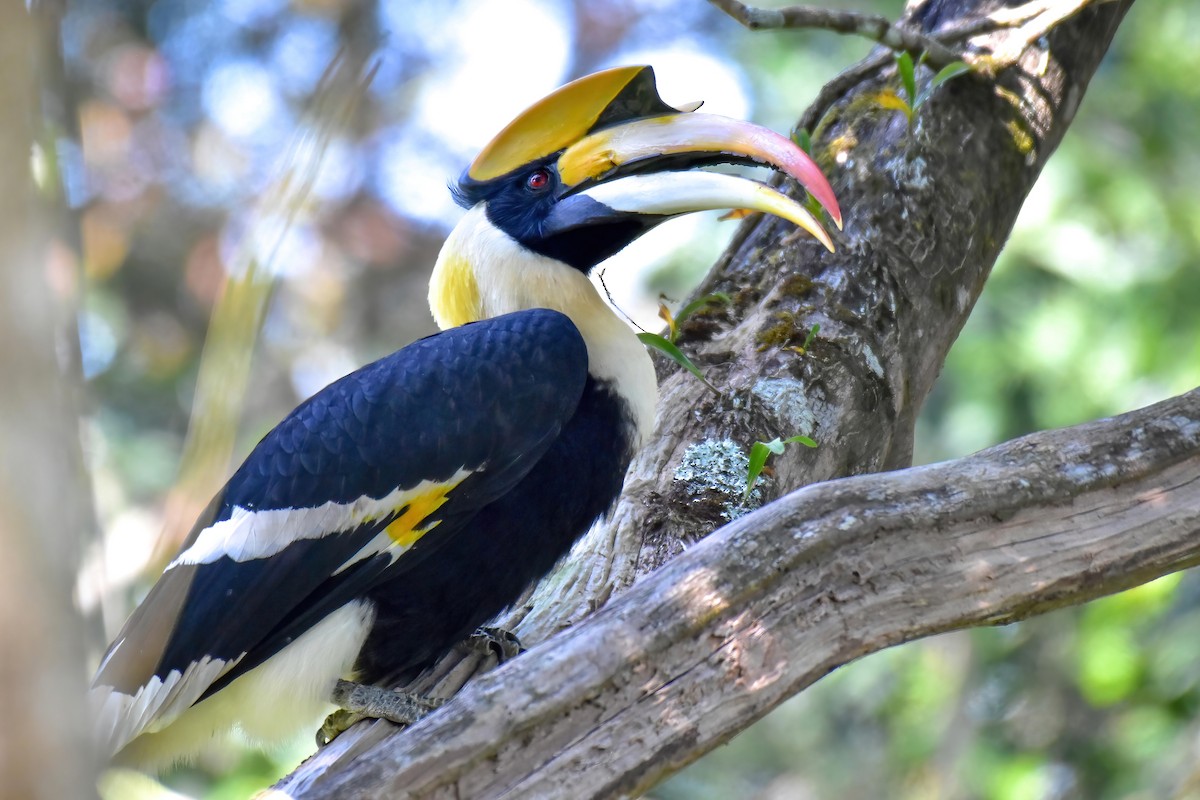 Great Hornbill - ML646240068