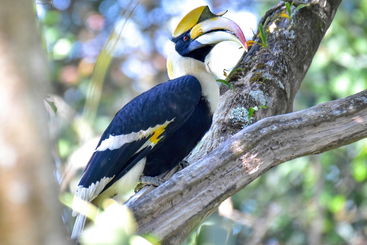 Great Hornbill - ML646240069