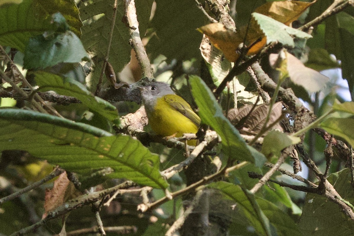 Gray-headed Canary-Flycatcher - ML646240071