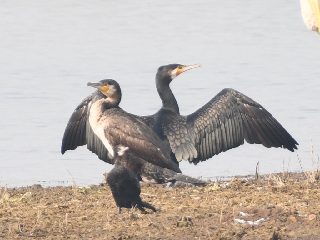 Great Cormorant - ML646240075