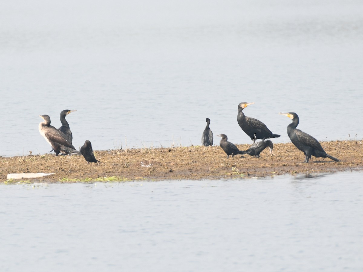 Great Cormorant - ML646240076