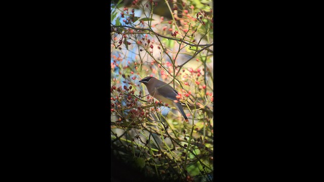 ציצנית אמריקנית - ML646240079