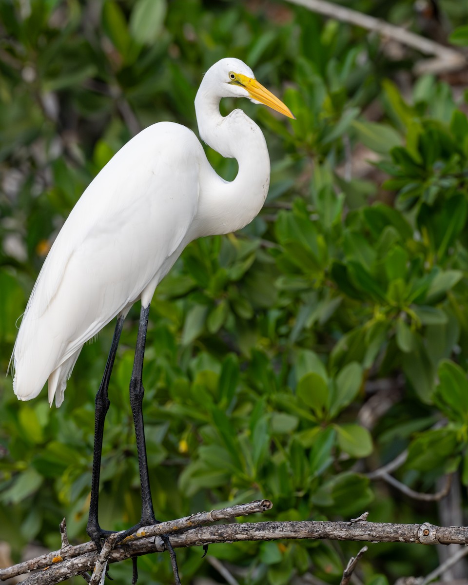 Цасч дэглий - ML646240082