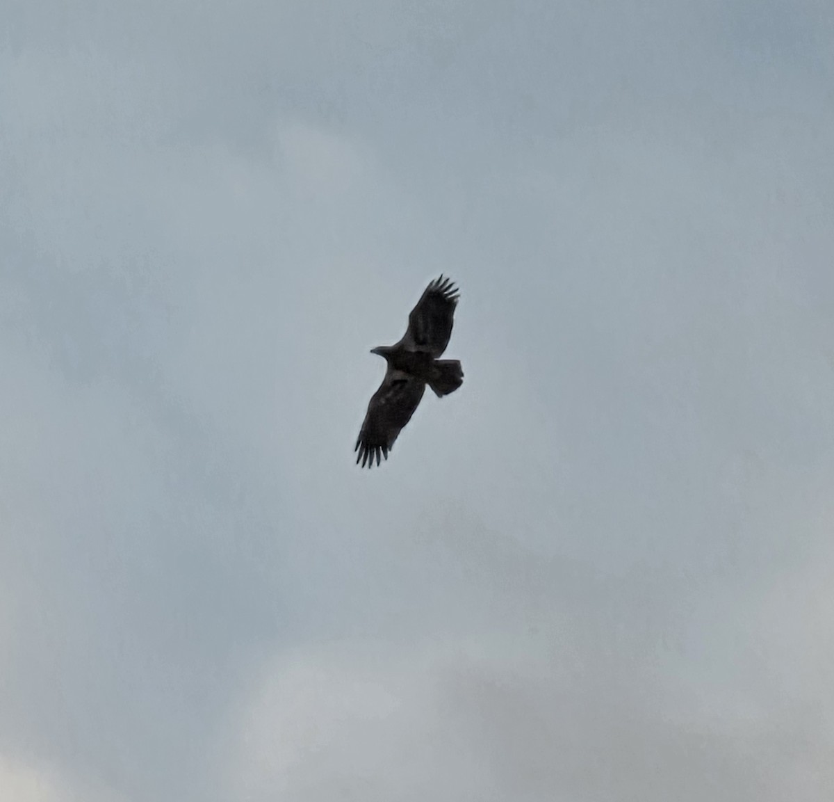 Bald Eagle - ML646240084