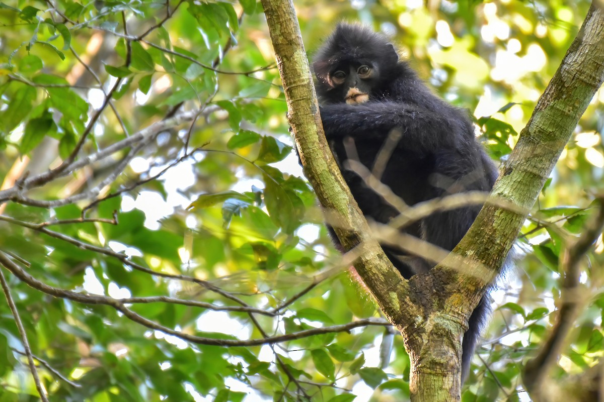 Robinson's Banded Langur - ML646240086