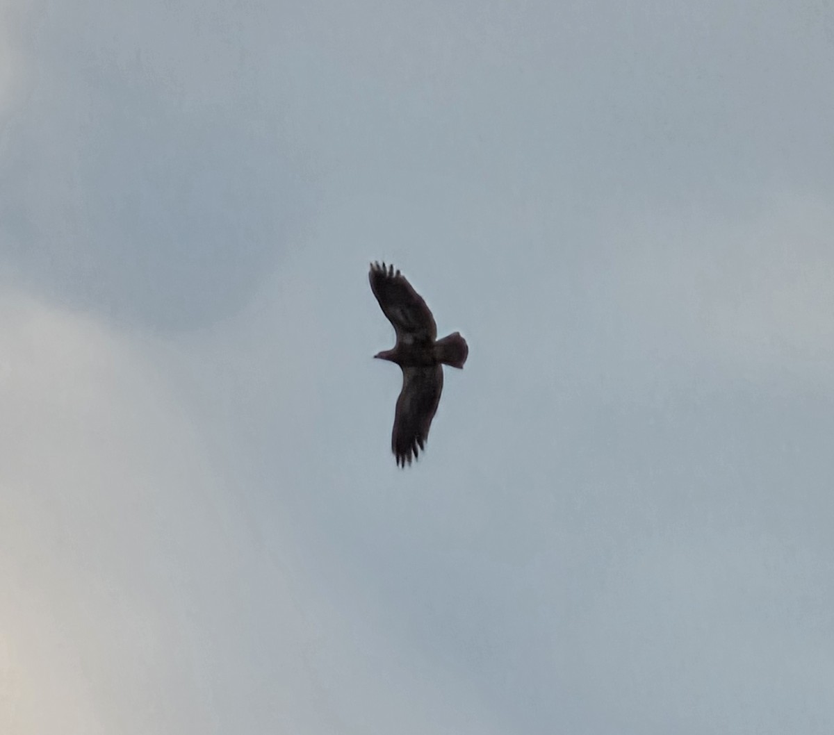 Bald Eagle - ML646240087