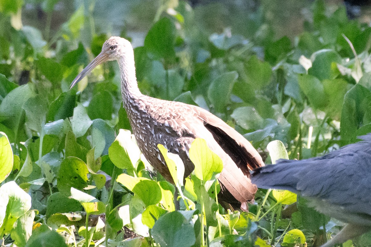 Limpkin - ML646240088
