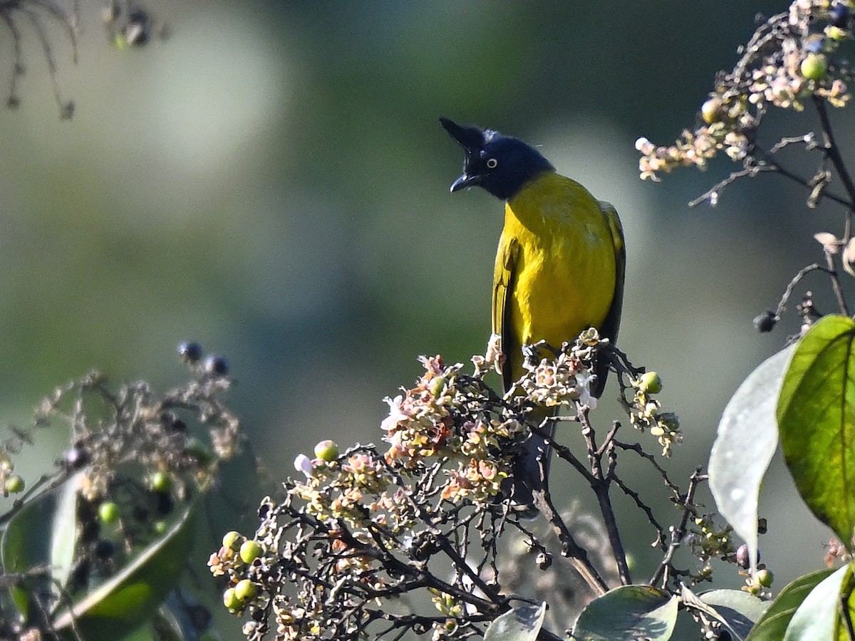 Black-crested Bulbul - ML646240090