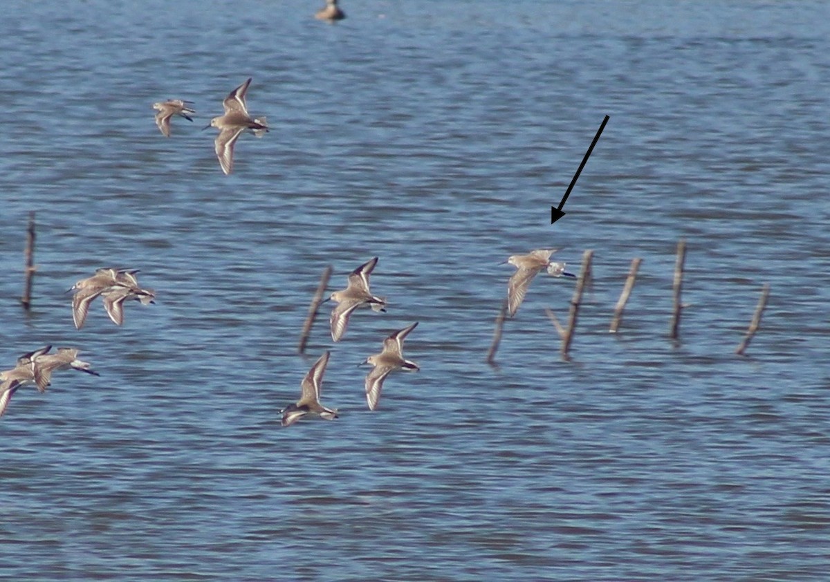 Wilson's Phalarope - ML646240095