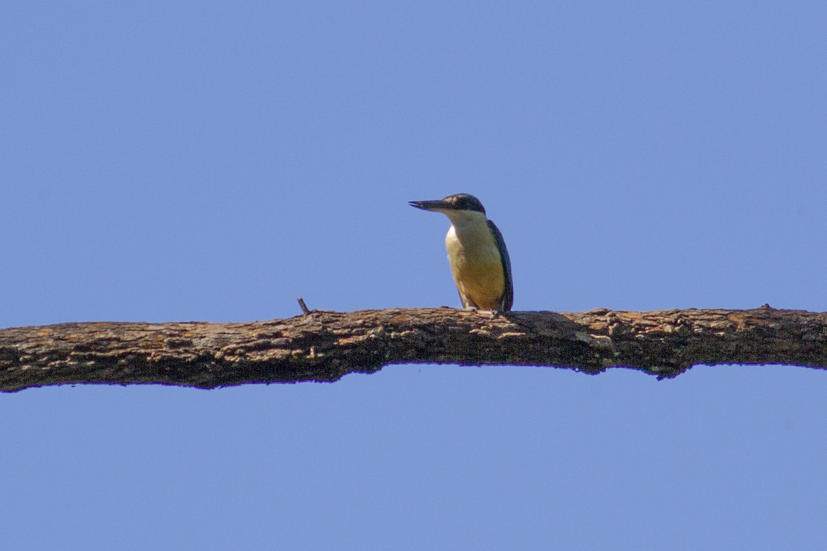 Sacred Kingfisher - ML646240096