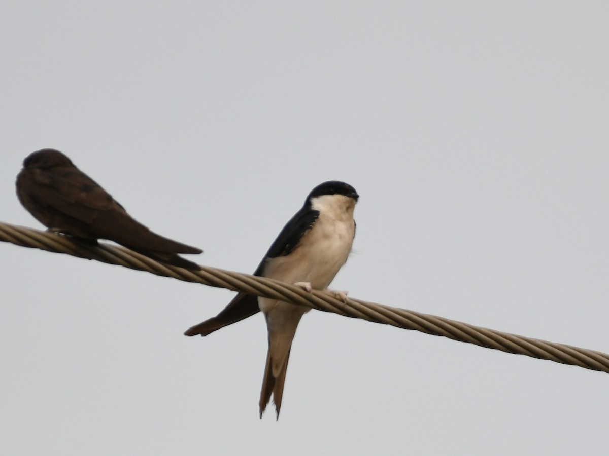 Western House-Martin - ML646240099