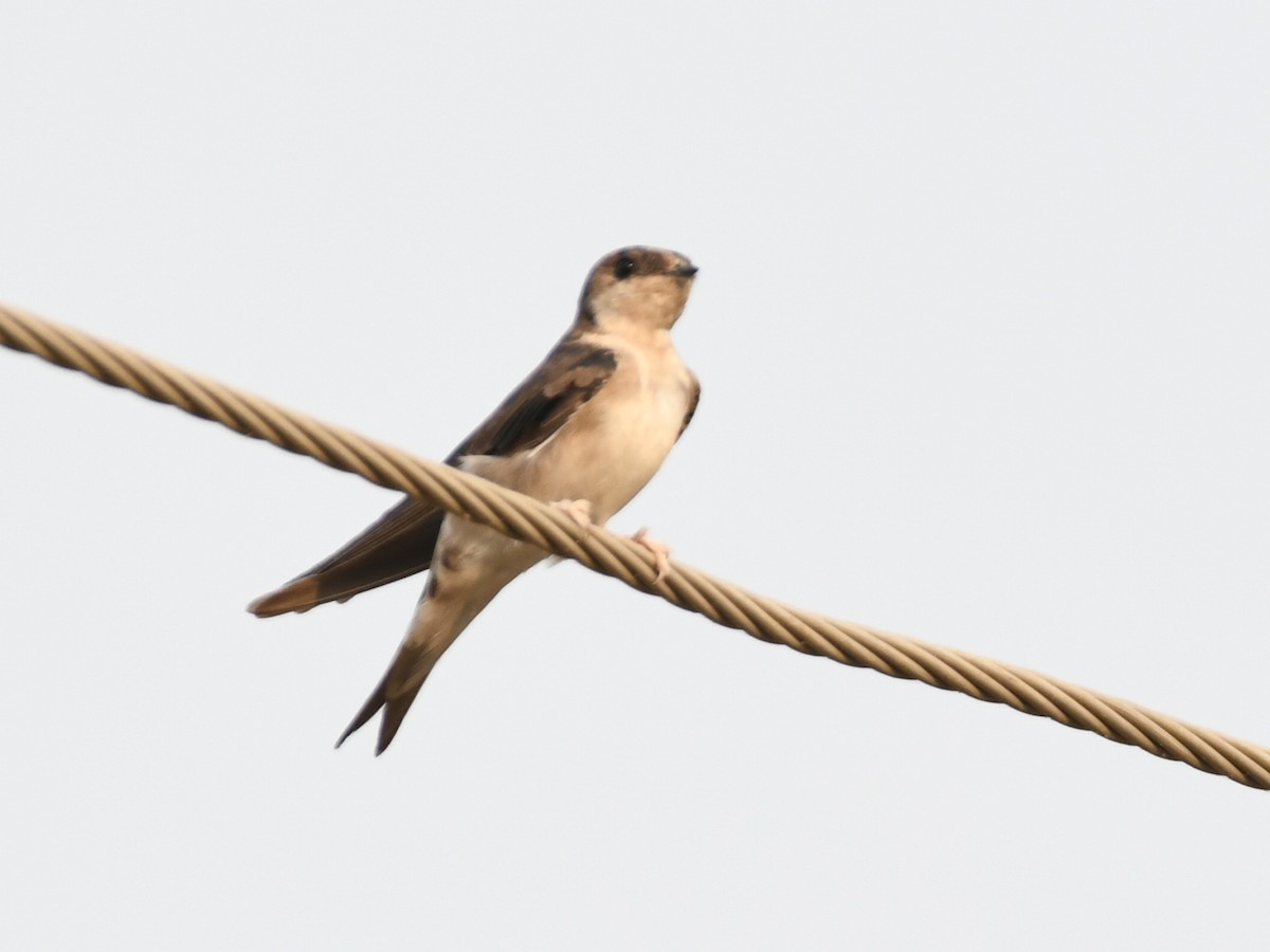 Western House-Martin - ML646240100