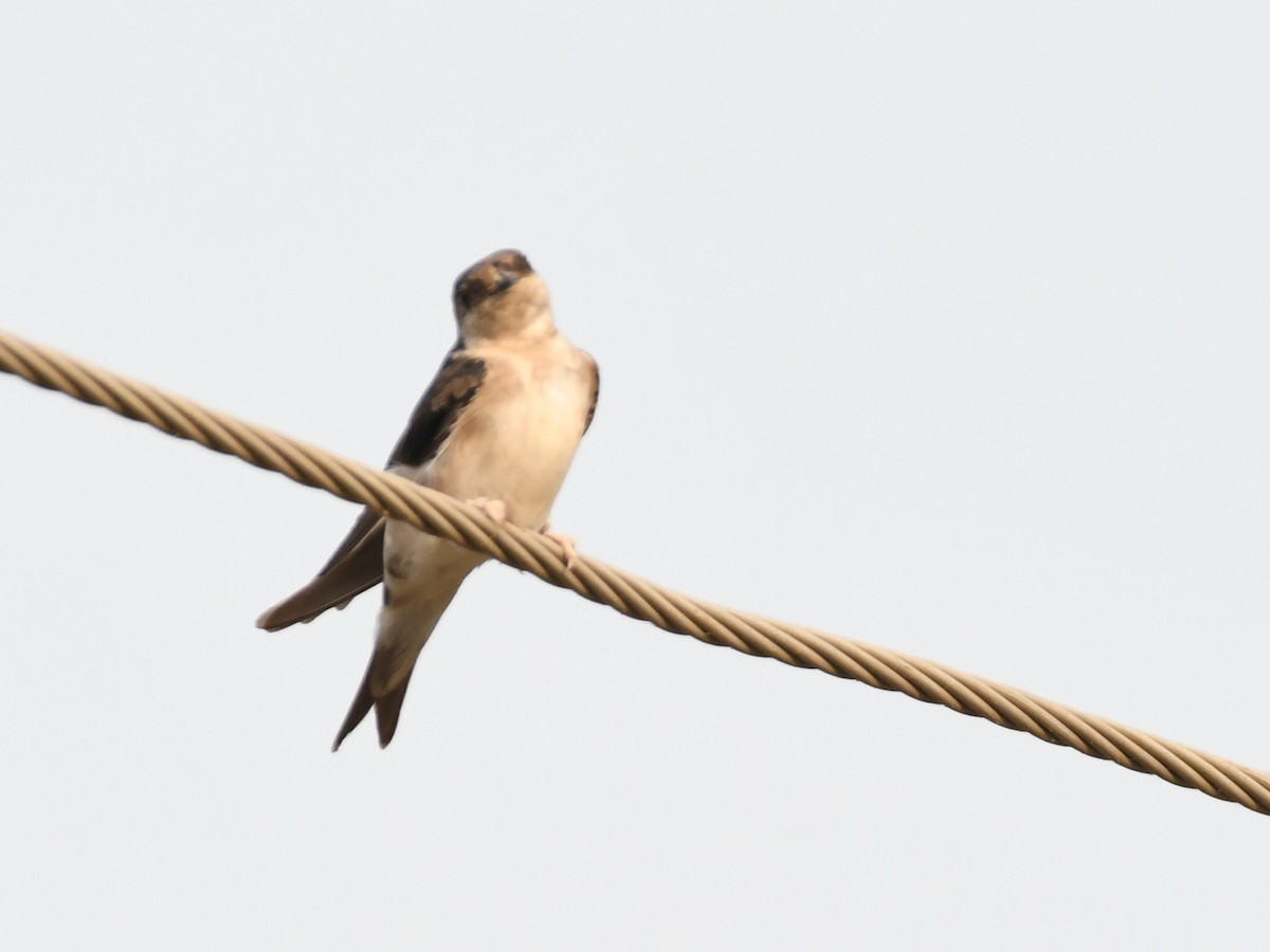Western House-Martin - ML646240101