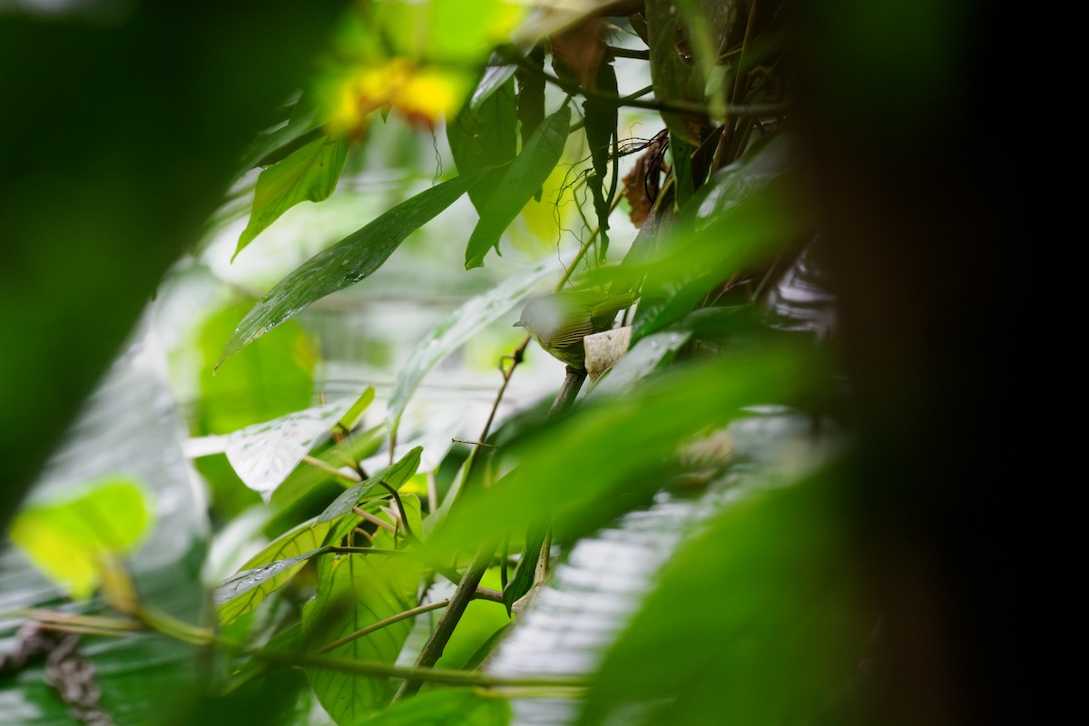 ムナフムシクイチメドリ - ML646240117