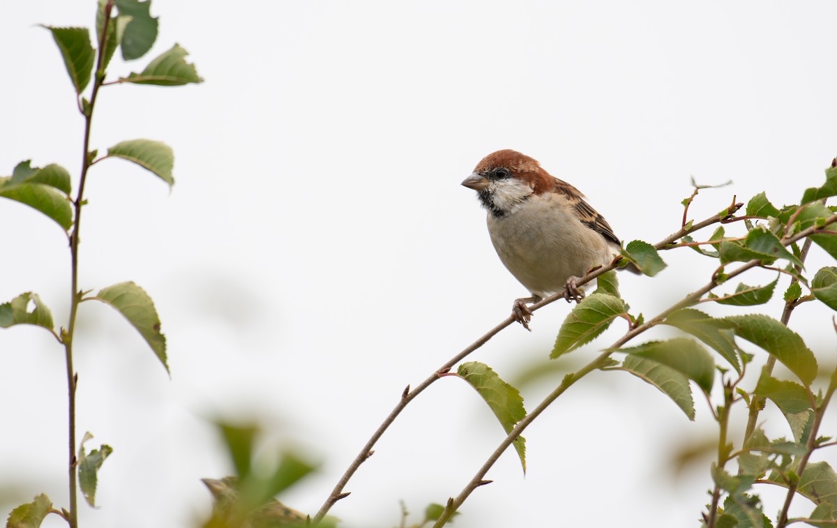 Горобець рудий - ML646240125