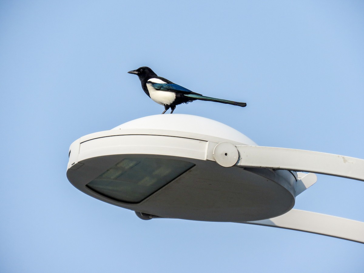 Сорока усурійська - ML646240129