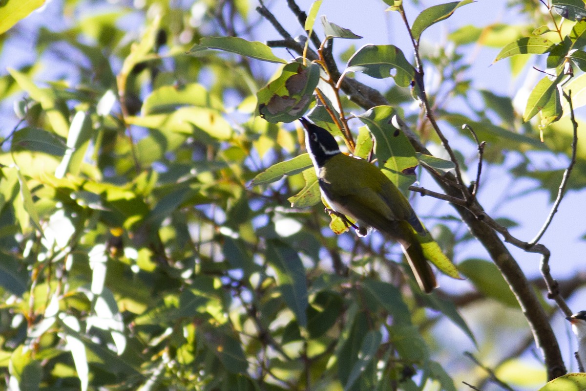 White-throated Honeyeater - ML646240131