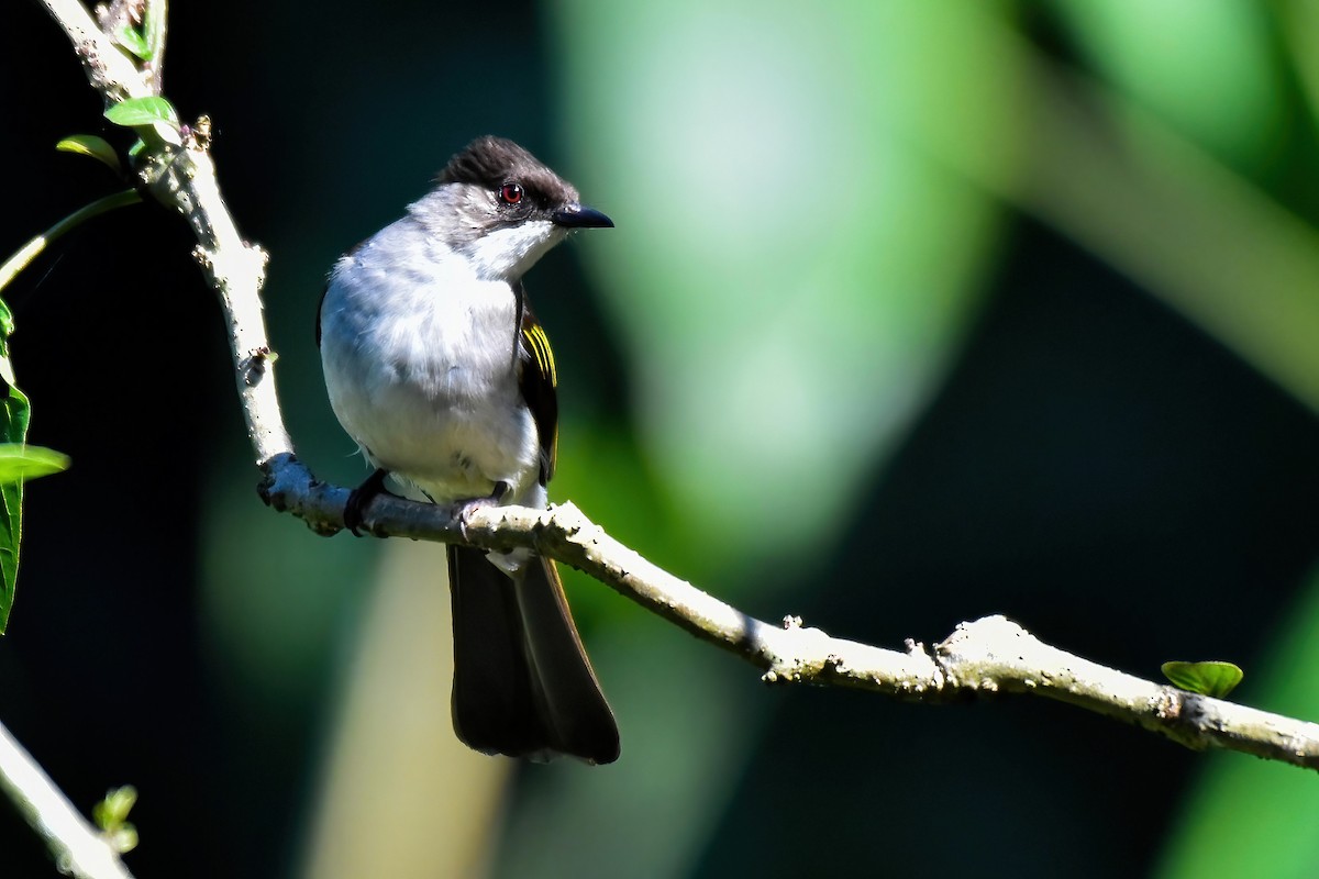 Ashy Bulbul - ML646240132