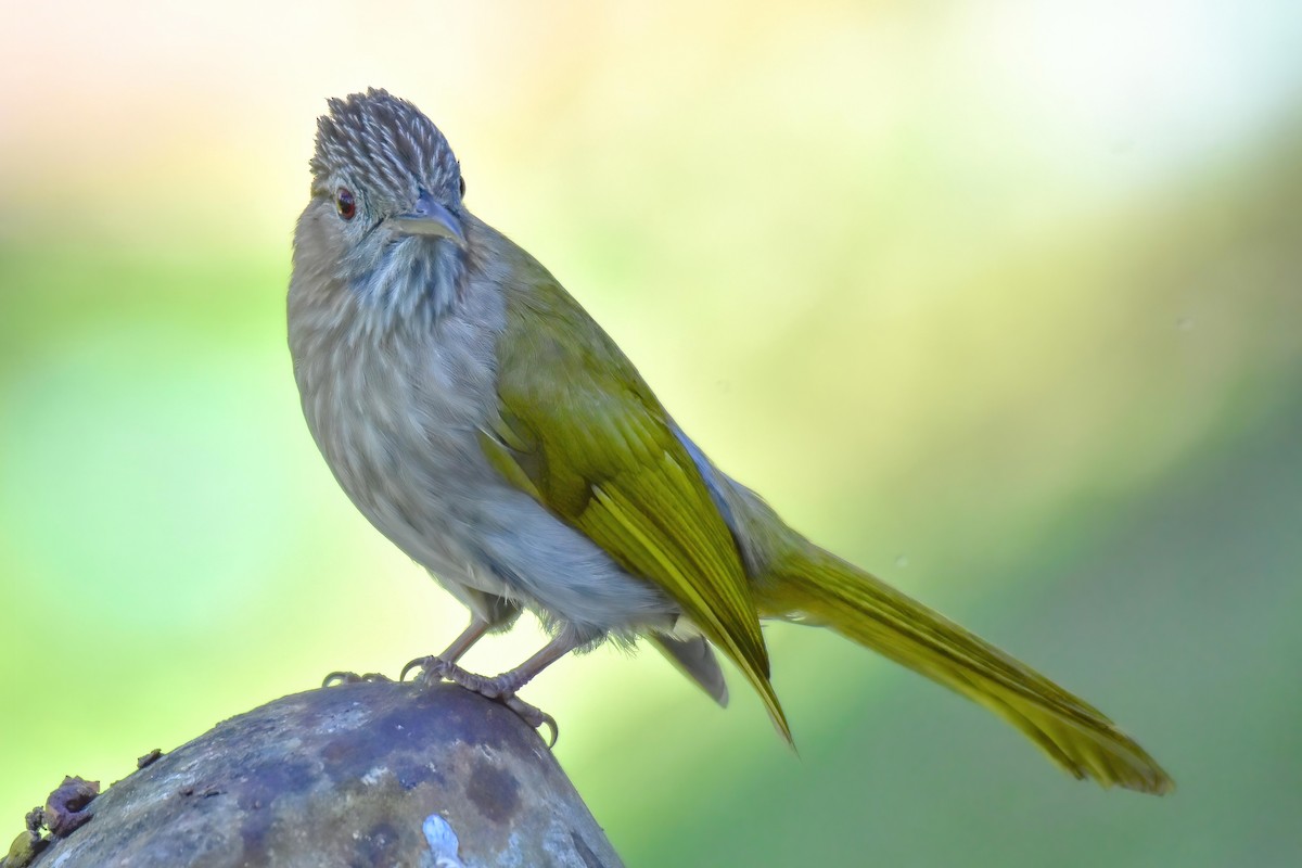 Mountain Bulbul - ML646240134