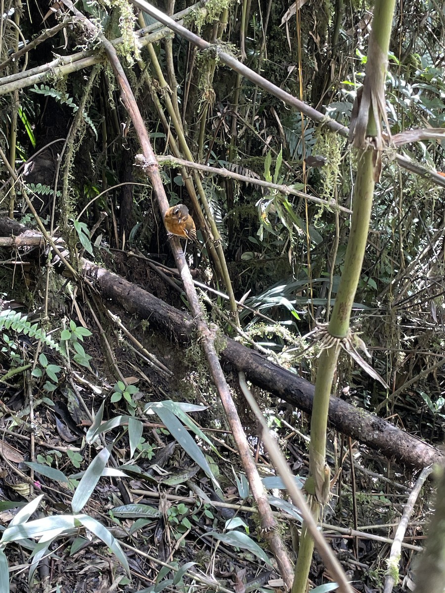 Leymebamba Antpitta - ML646240135