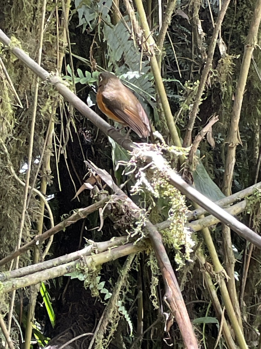 Leymebamba Antpitta - ML646240136