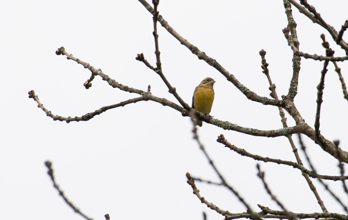 Yellow-breasted Bunting - ML646240137