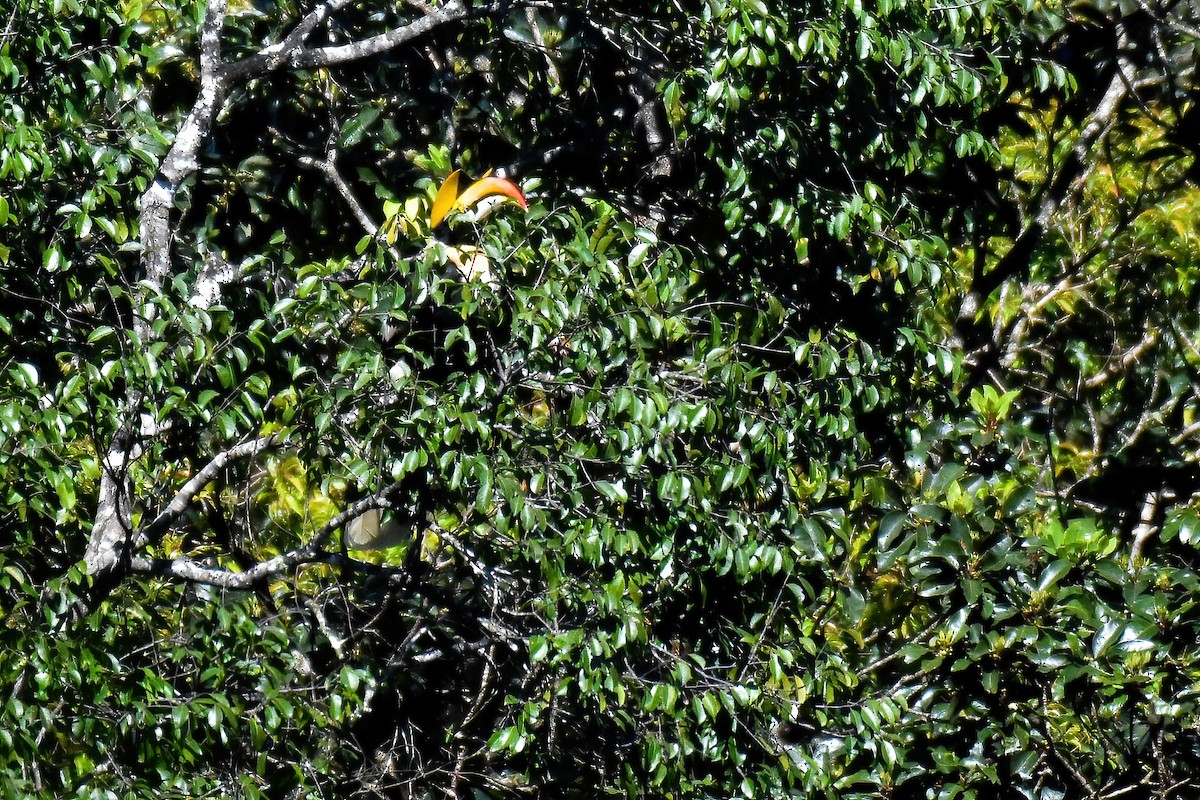 Great Hornbill - ML646240140