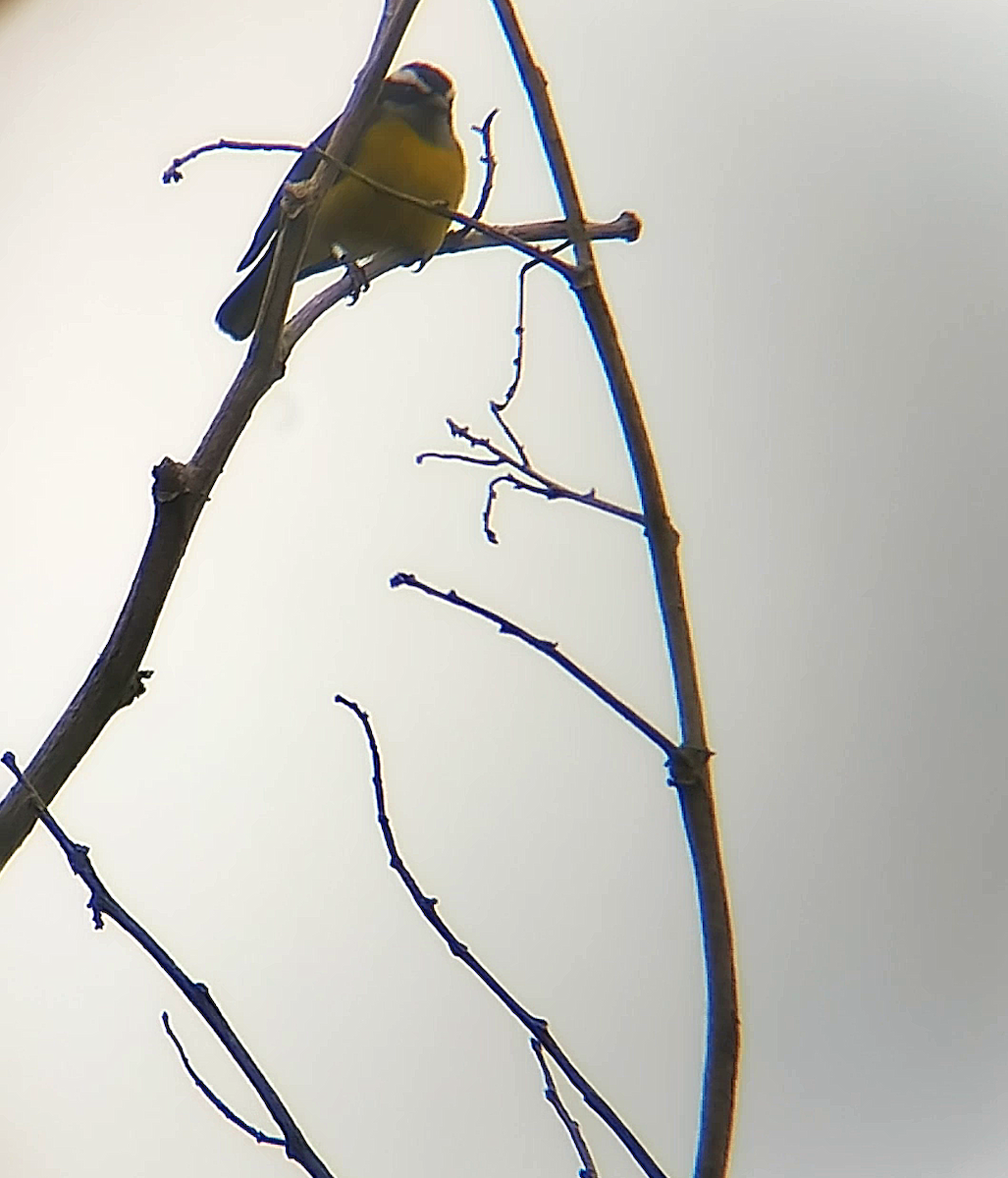Rusty-margined Flycatcher - ML646240153