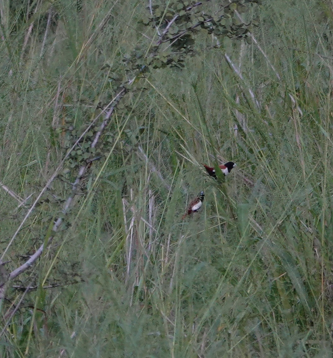 Tricolored Munia - ML646240154