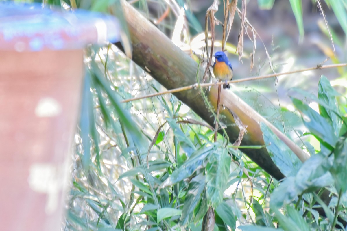 Chinese Blue Flycatcher - ML646240162