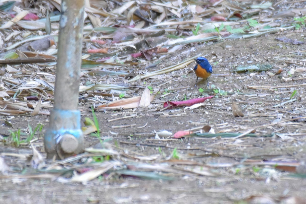 Chinese Blue Flycatcher - ML646240163