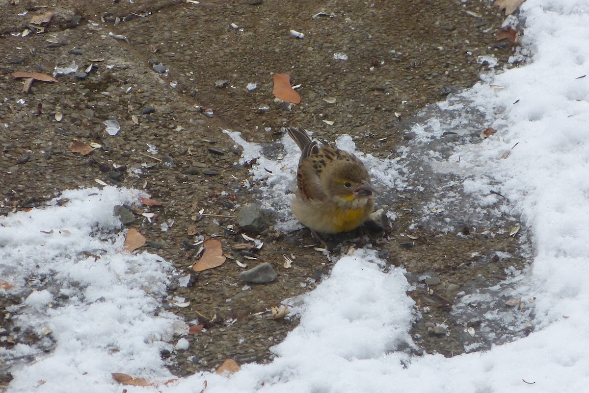 דיקסיסל - ML646240164