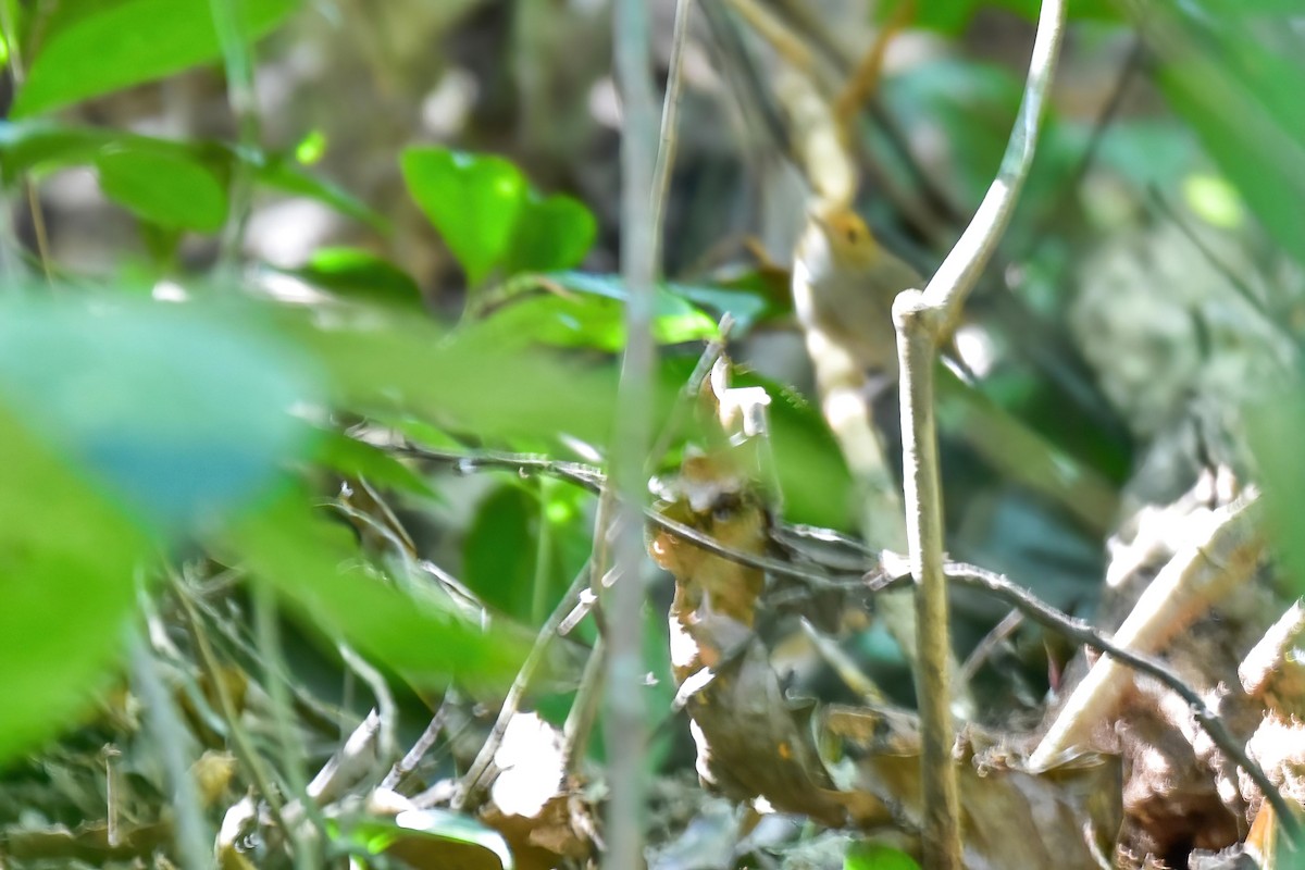 Rufous-browed Flycatcher - ML646240166
