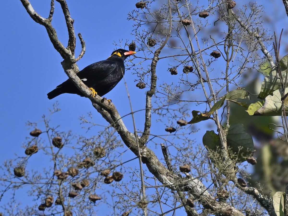 Common Hill Myna - ML646240167