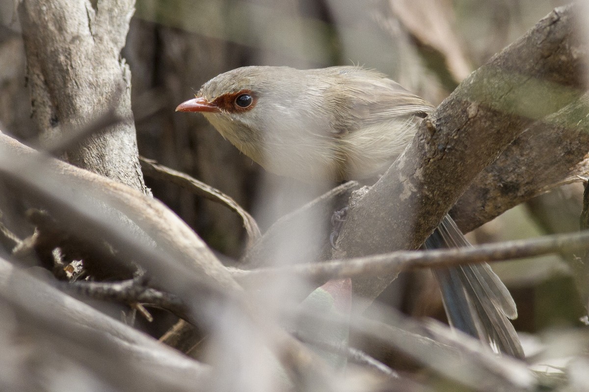 Variegated Fairywren - ML646240170