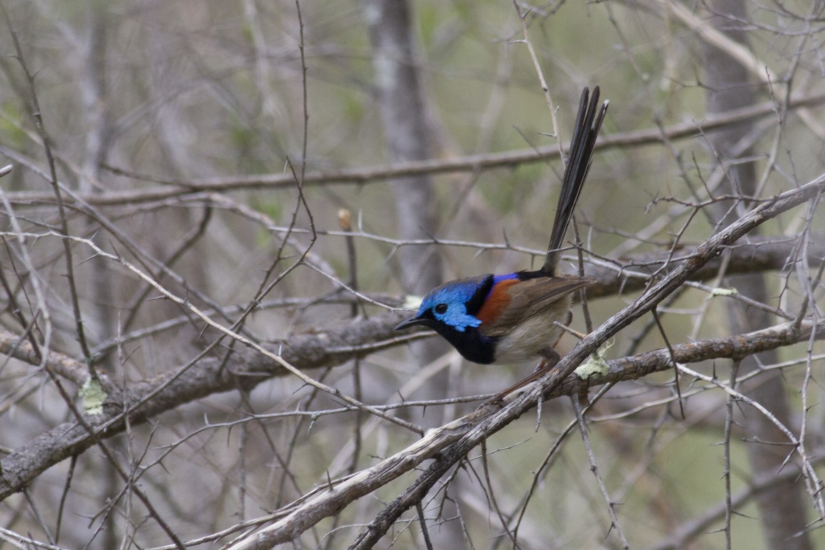Variegated Fairywren - ML646240171