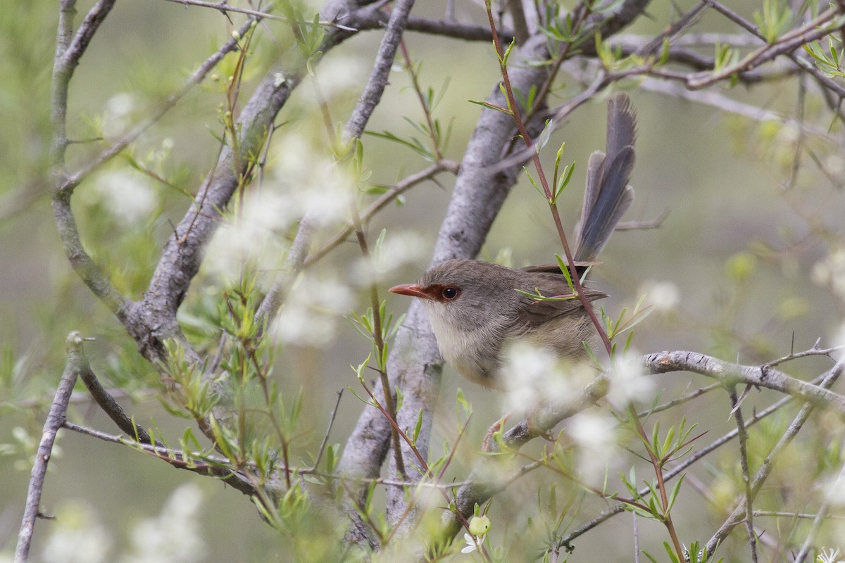 Variegated Fairywren - ML646240172