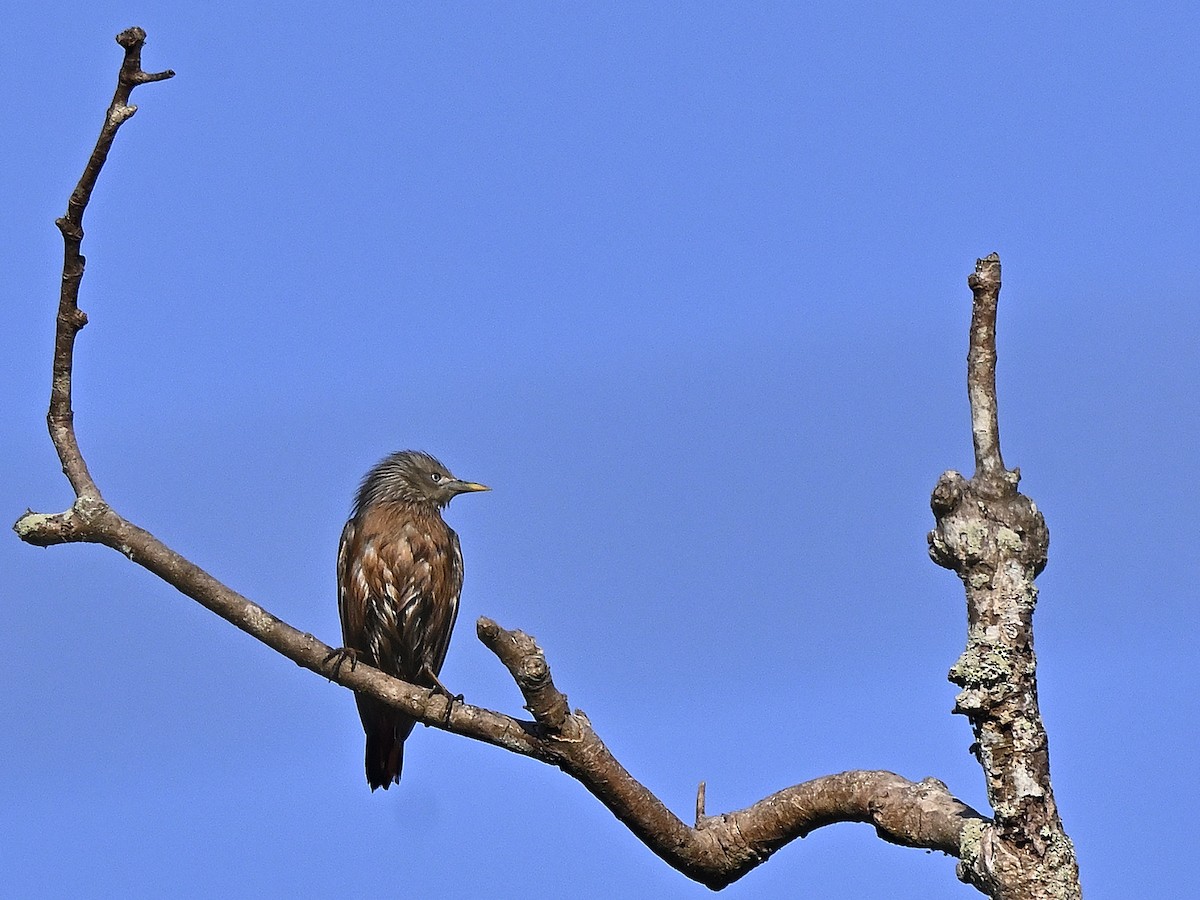 Chestnut-tailed Starling - ML646240173