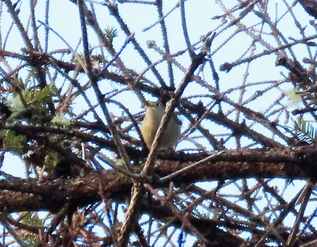 Erregetxo mottogorria - ML646240177