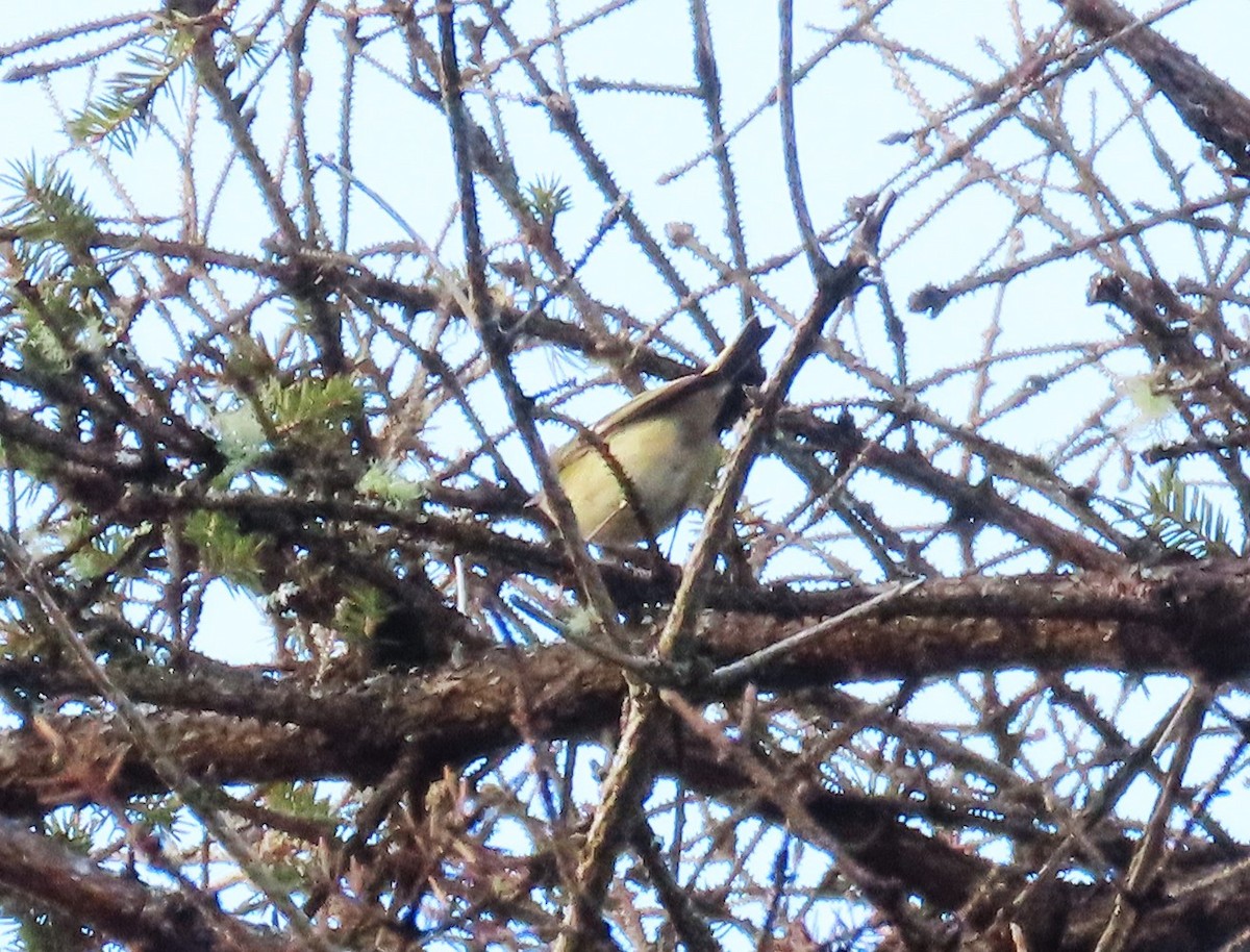 Erregetxo mottogorria - ML646240178