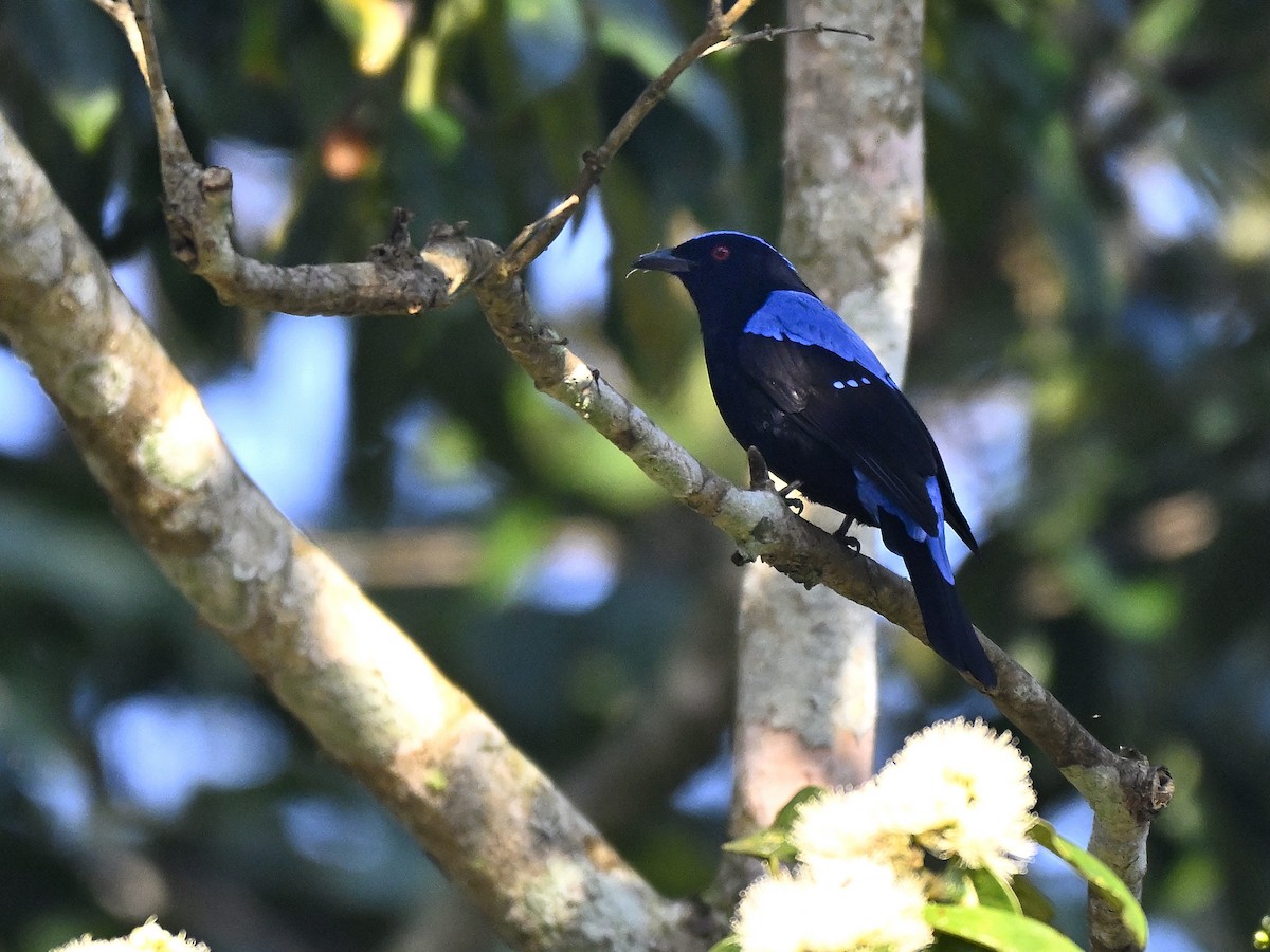 Asian Fairy-bluebird - ML646240180