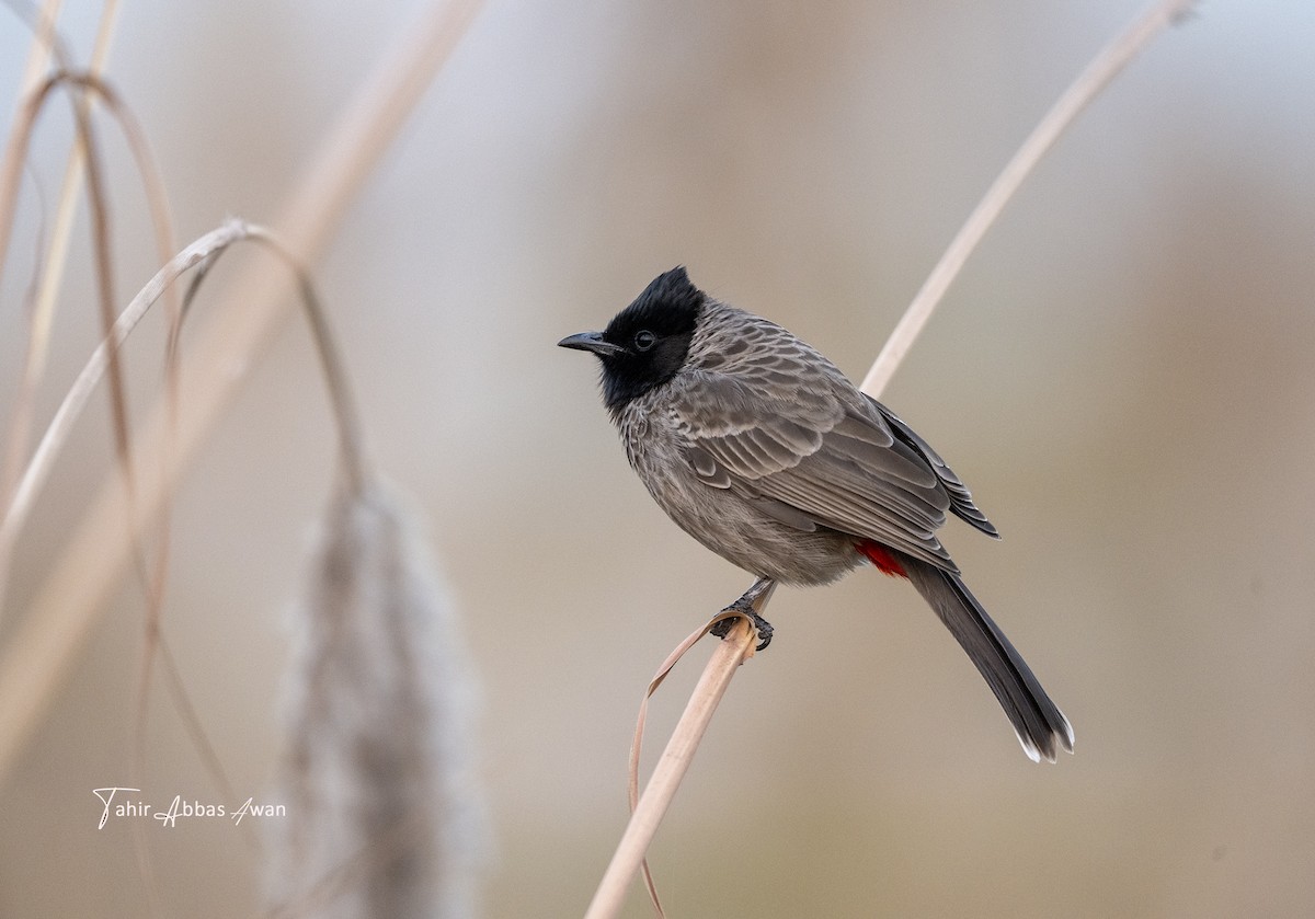 Red-vented Bulbul - ML646240182