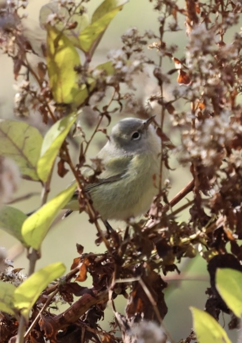 Turuncu Taçlı Ötleğen (celata/orestera) - ML646240183