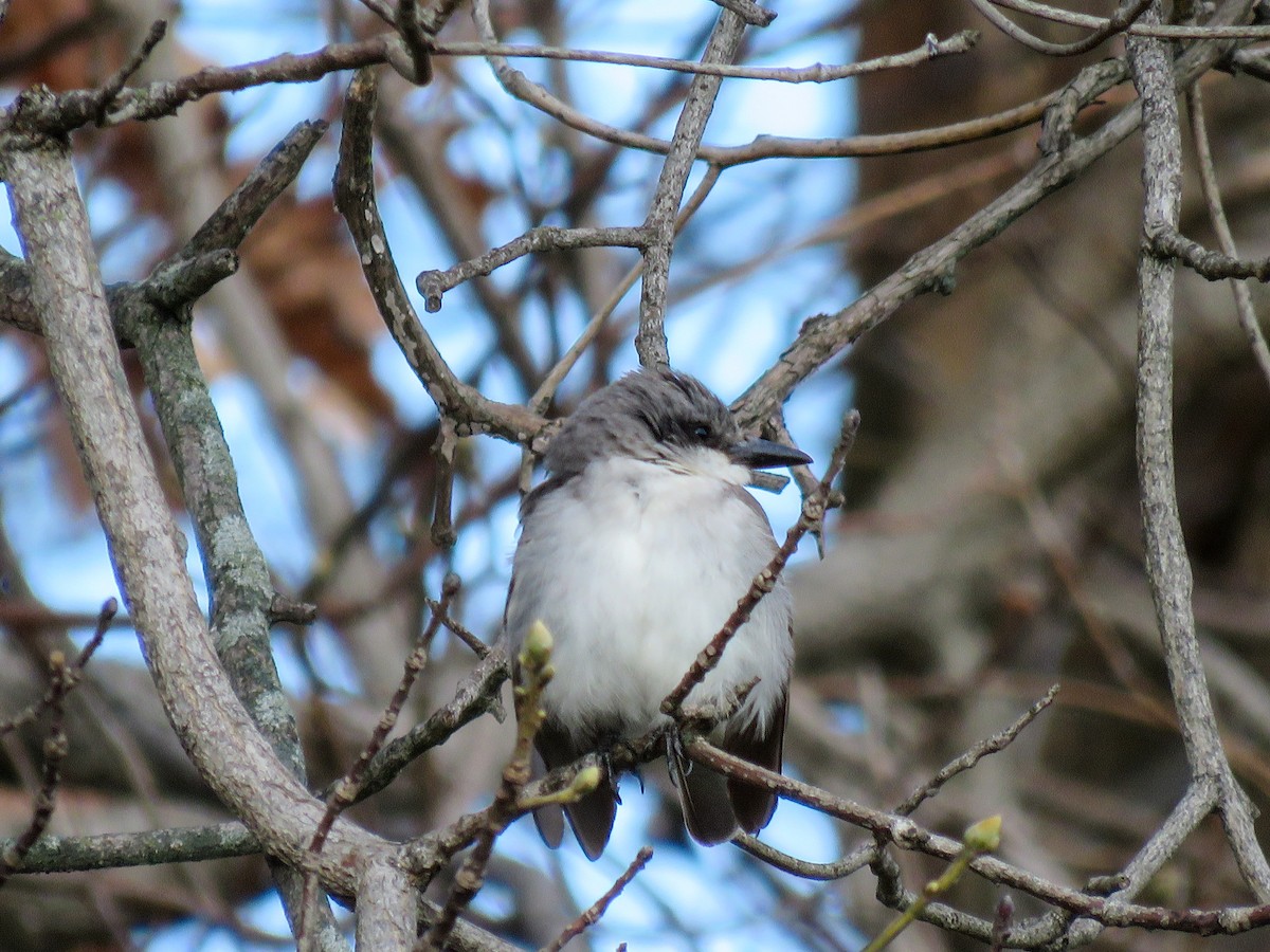 Gray Kingbird - ML646240185