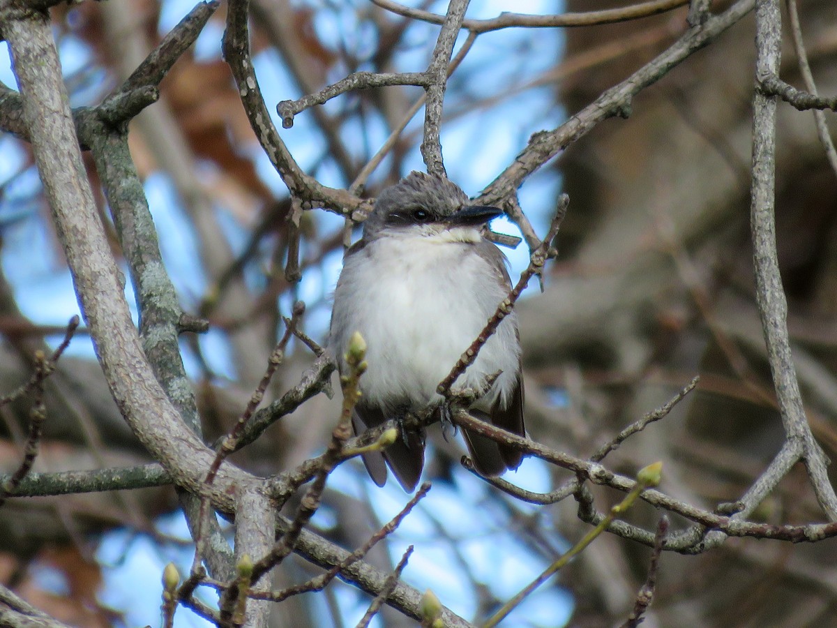 Gray Kingbird - ML646240186