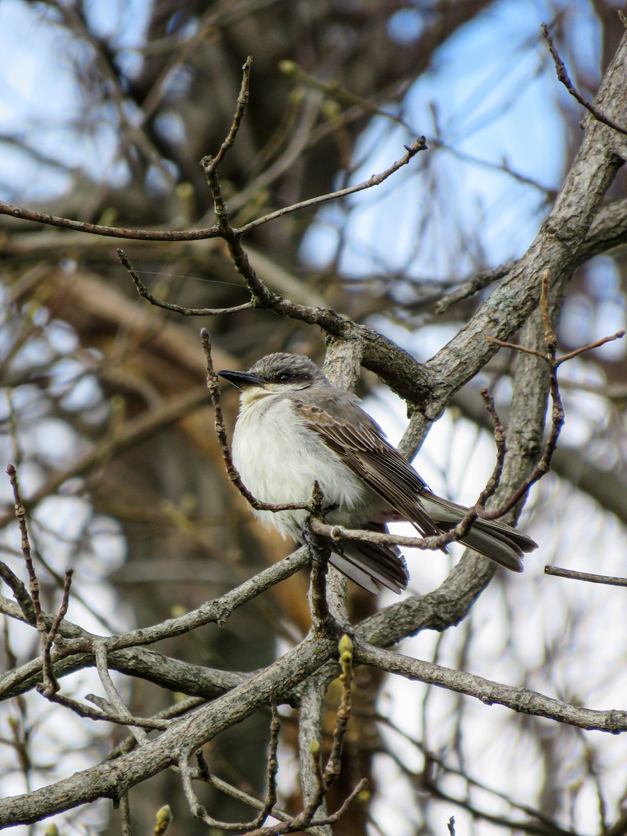 Gray Kingbird - ML646240187