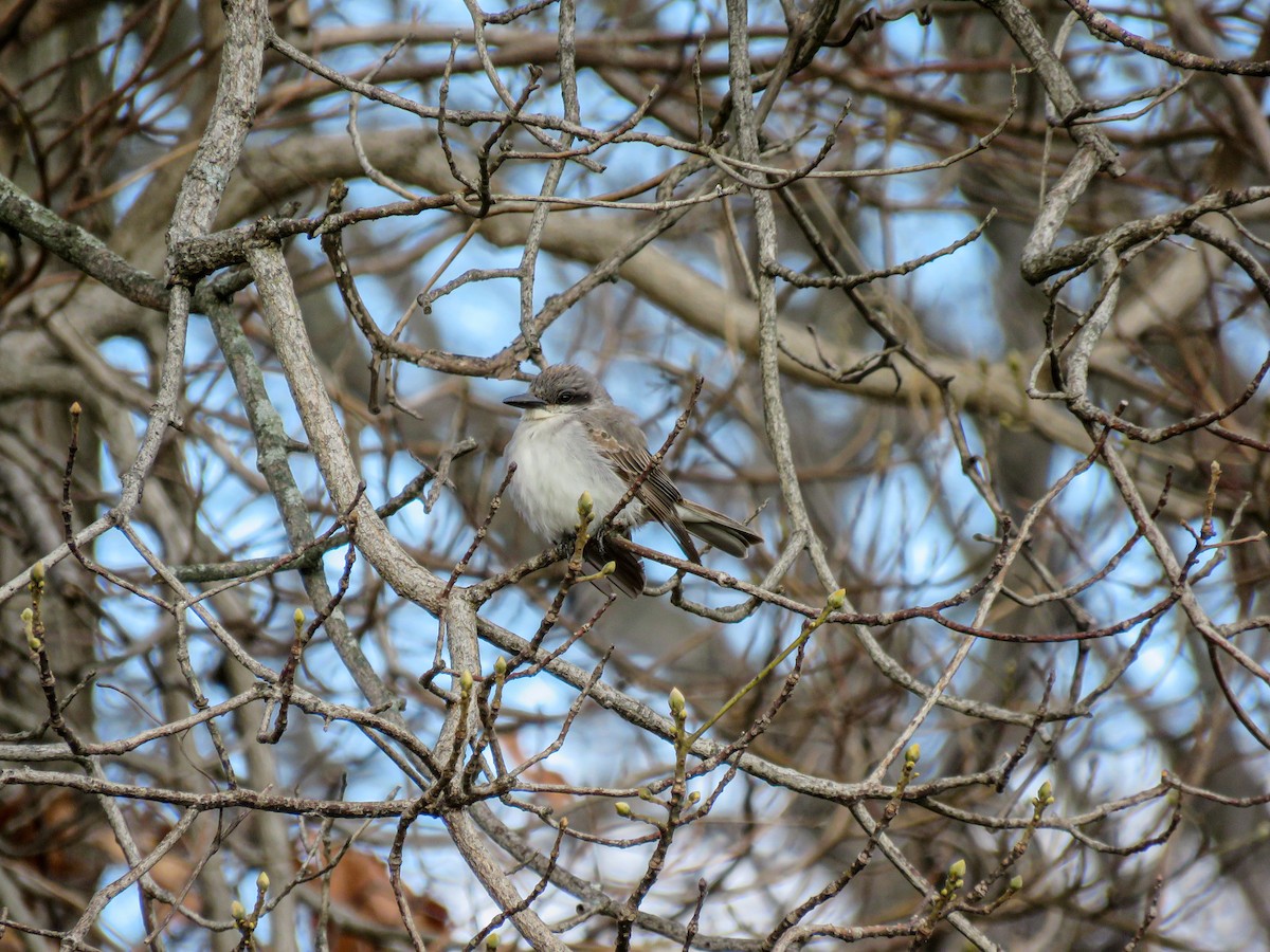 Gray Kingbird - ML646240188