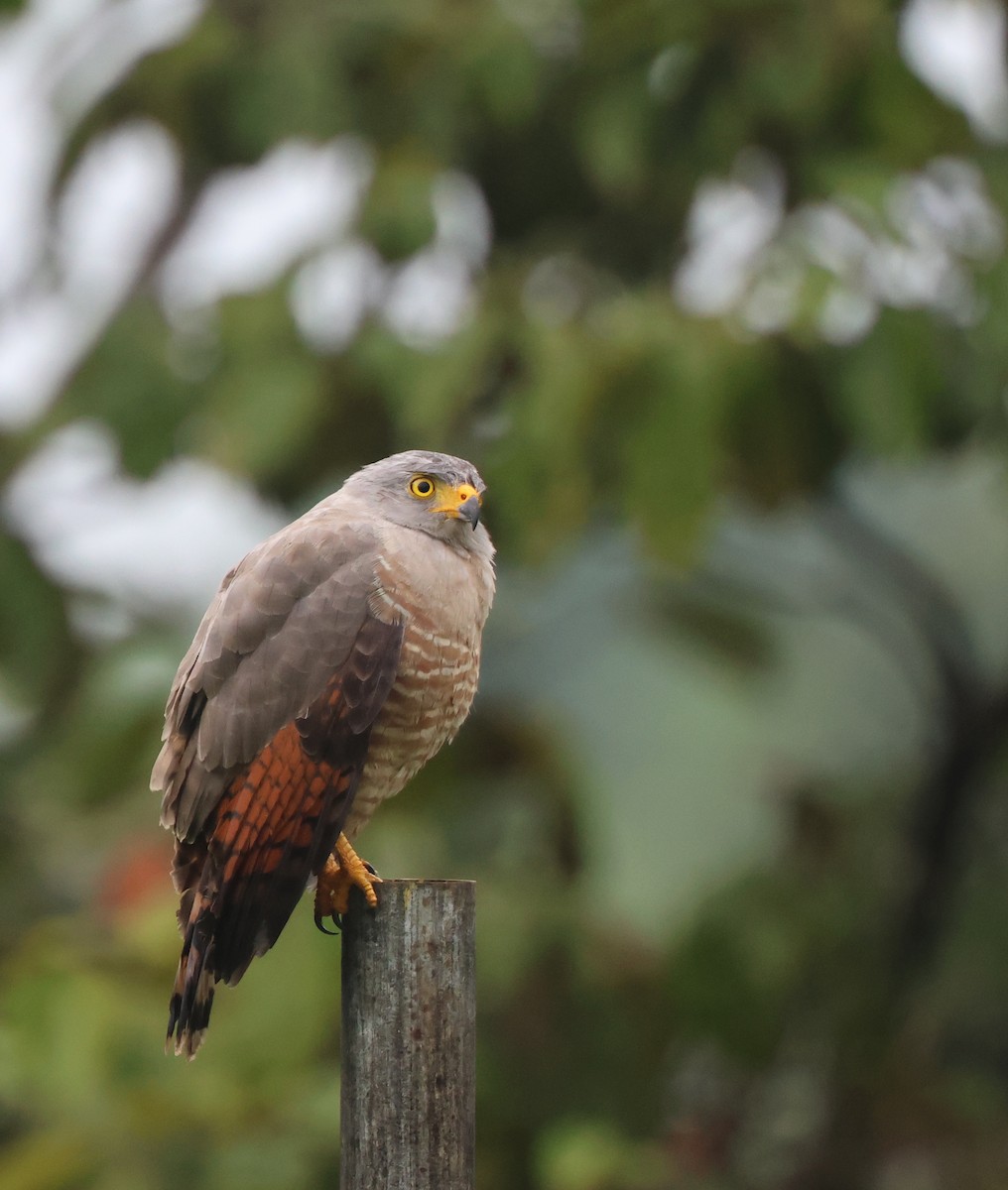 Roadside Hawk - ML646240199