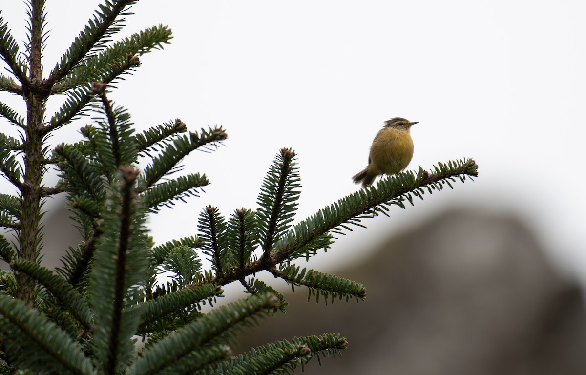 Buff-throated Warbler - ML646240200