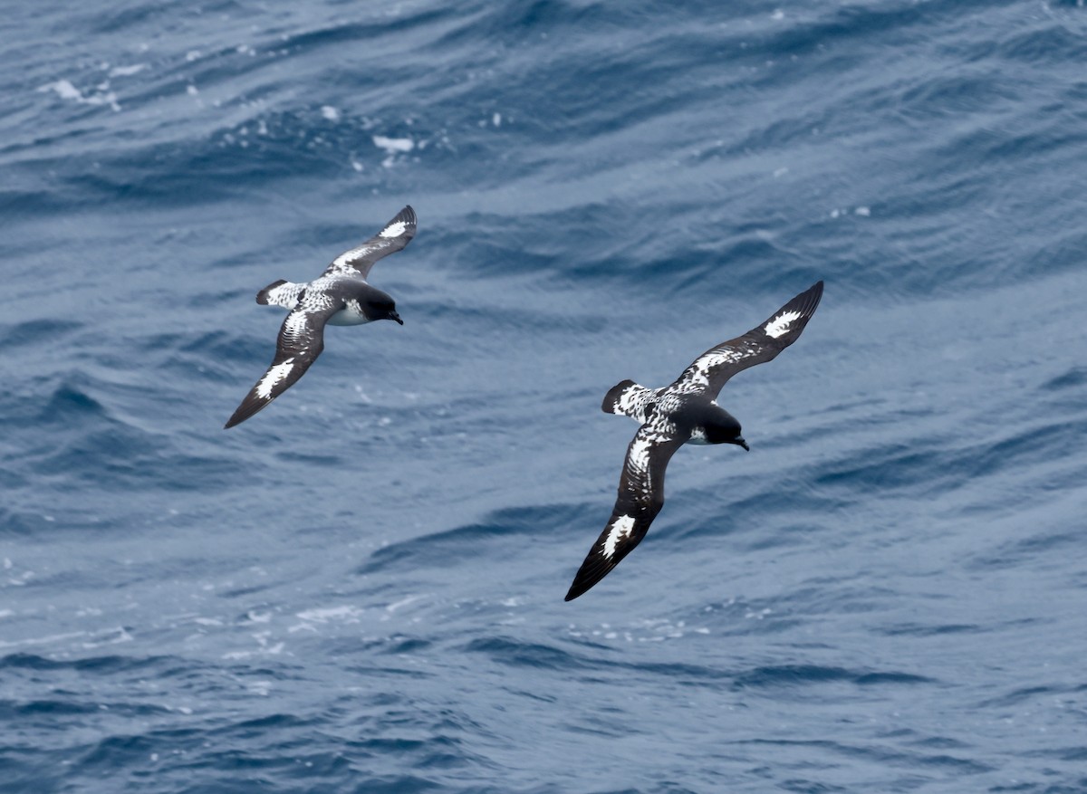 buřňák černobílý - ML646240201